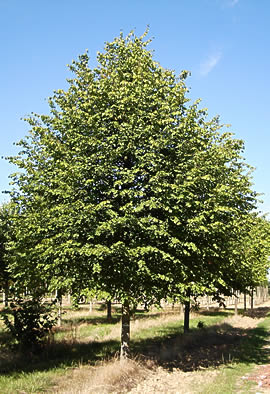 [11992] TILIA CORDATA CLT 350 PARACHUTE 350/400 (POT 350L)