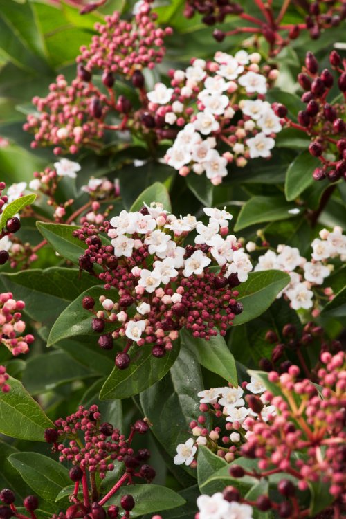 VIBURNUM TINUS EVE PRICE BOULE 50-60