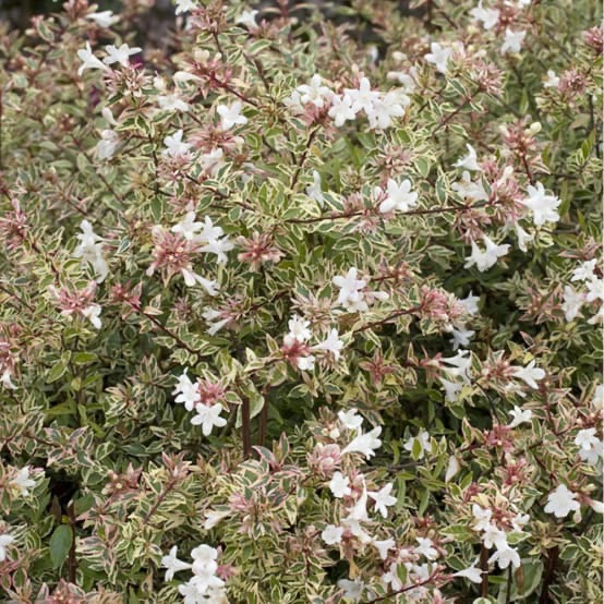ABELIA CONFETTI CLT 10 60/80