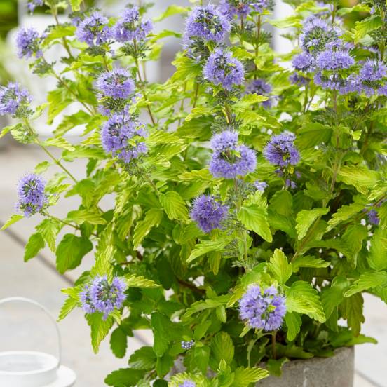 CARYOPTERIS CLANDONENSIS HINT OF GOLD 40/60
