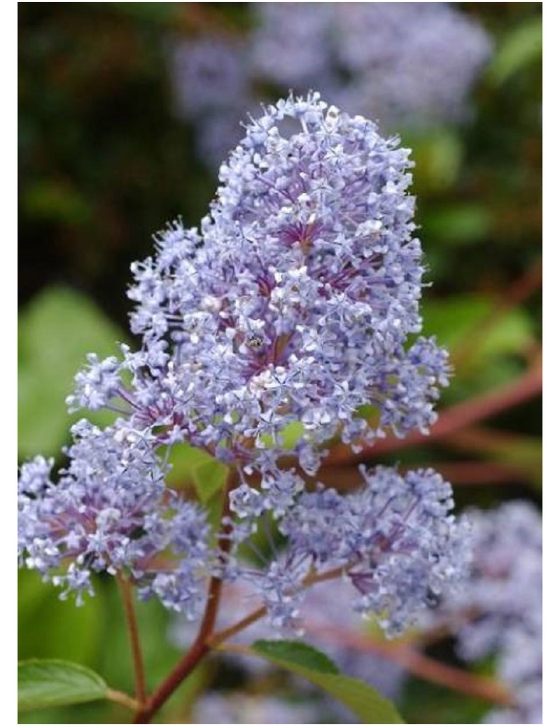 [2657] CEANOTHUS GLOIRE DE VERSAILLE 40/60 (POT 3L)