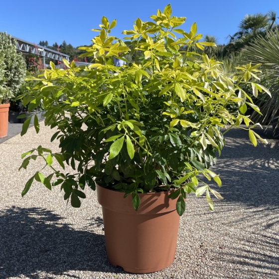 CHOISYA TERNATA 80/100
