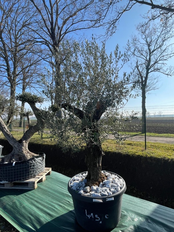 OLEA EUROPAEA (OLIVIER) TRONC TOSCANE (BLEU)