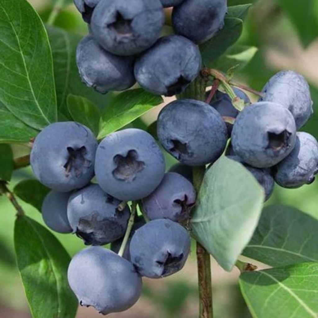 [12217] VACCINIUM CORYMBOSSUM (MYRTILLER) CLT 3 (BLUE PEARL)