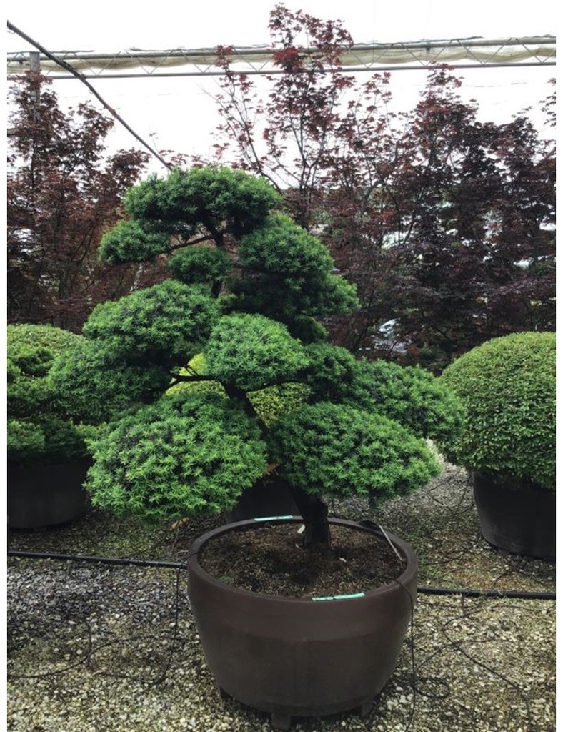 TAXUS BACCATA BONSAI 150/175