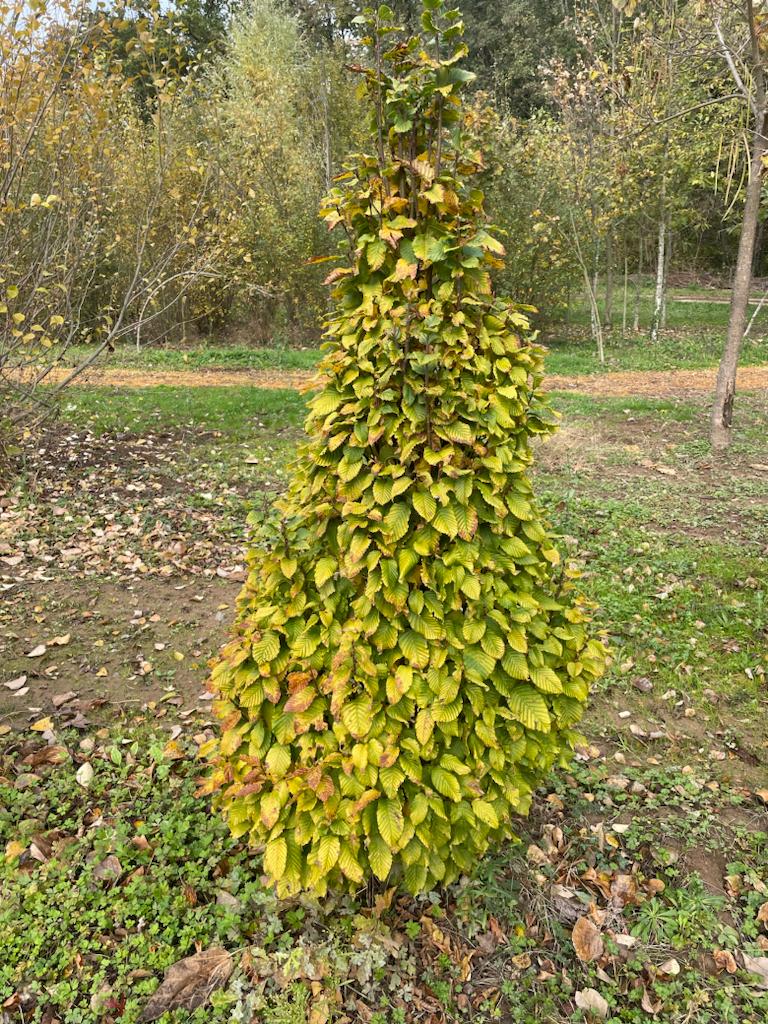 CARPINUS BETULUS MONUMENTALIS MG 175/200