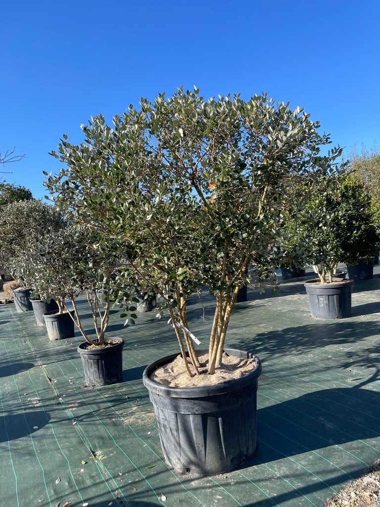 [5135] FEIJOA SELLOWIANA PARACHUTE 150/175 (POT 70L)
