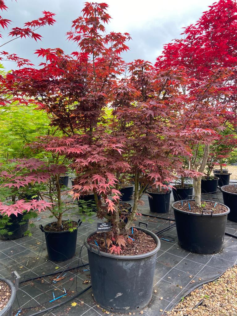 [0269] ACER PALMATUM ATROPURPUREUM CLT 12 125/150