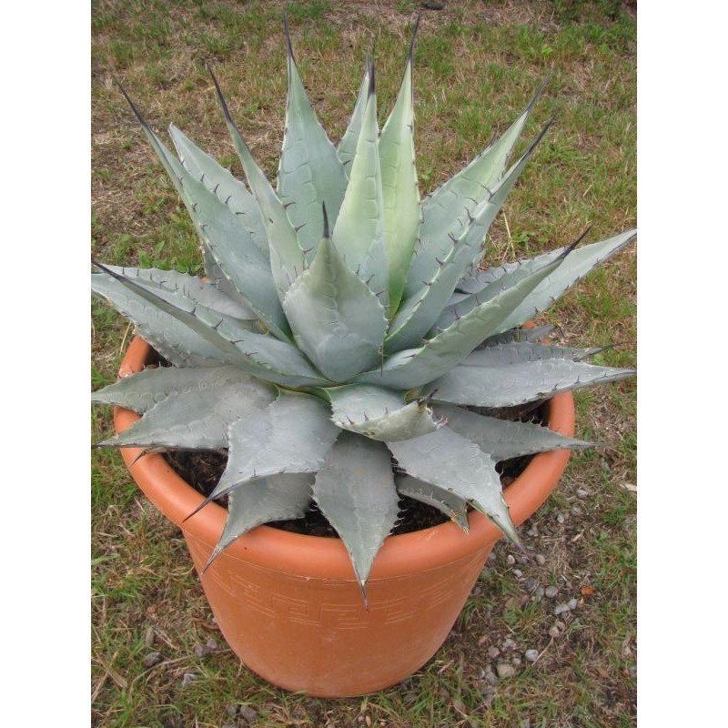 [0851] AGAVE PARRYI (POT 24L)