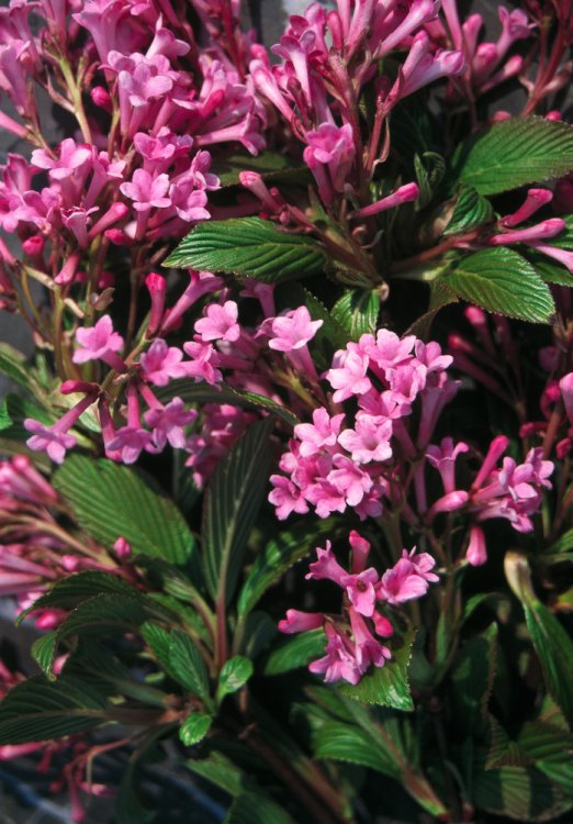 VIBURNUM BODNANTENSE DAWN 80/100