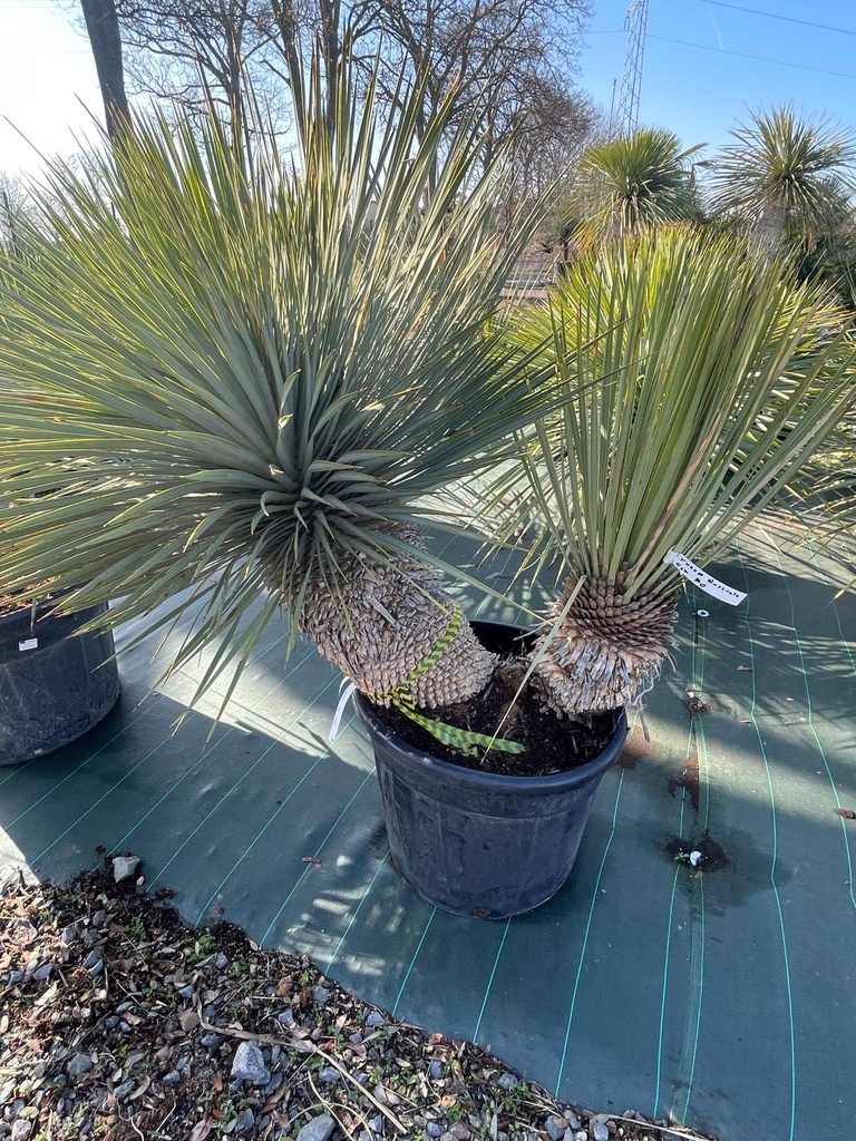 [12637] YUCCA ROSTRATA COUPE 70 TRONC DOUBLE (POT 70L, 2 TRONCS)