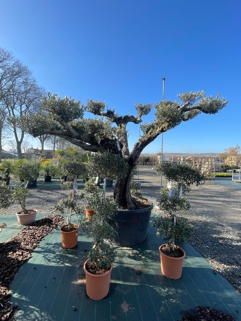 [8303] OLEA EUROPAEA (OLIVIER) PATA (ROSE) (POT 500L)