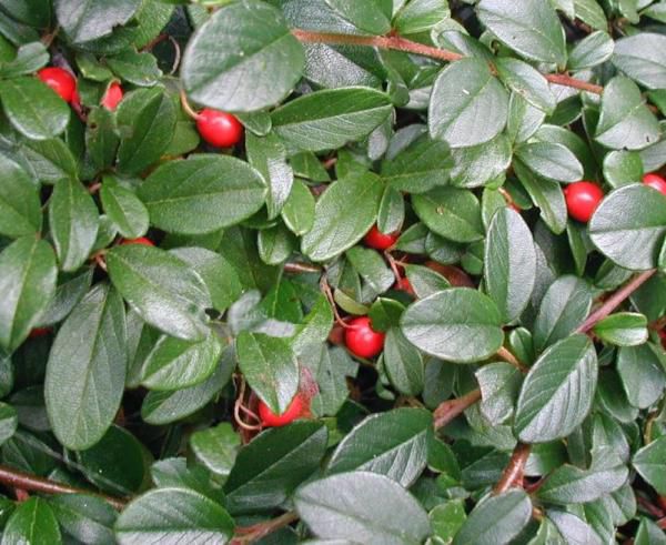 COTONEASTER DAMMERI 30/40