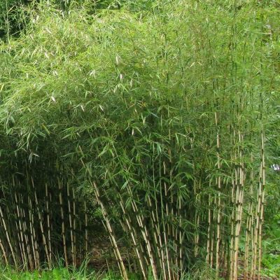 FARGESIA ROBUSTA CAMPBELL 150/175