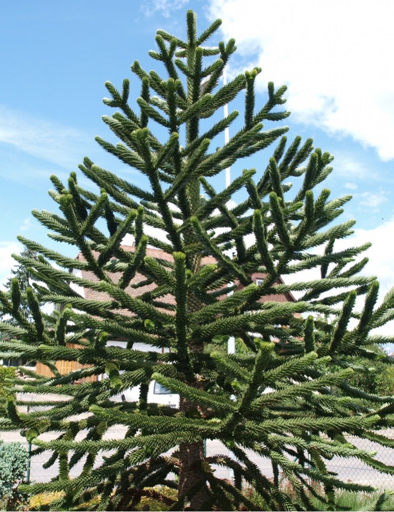 ARAUCARIA ARAUCANA CLT 30 90/100