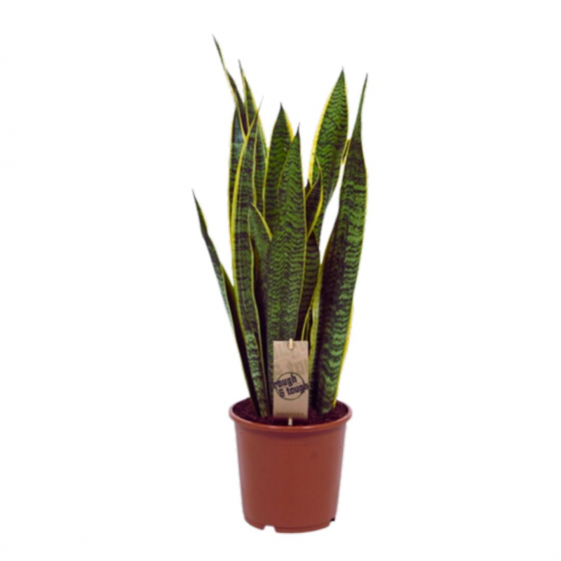 SANSEVERIA LAURENTI POT DE 21