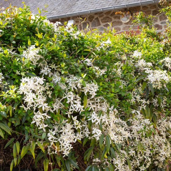 [3239] CLEMATIS ARMANDII CLT 20 GRIMPANTE 175/200