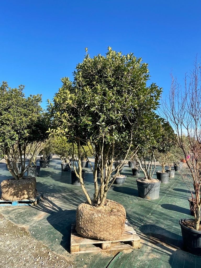 OSMANTHUS AQUIFOLIUM MG PARACHUTE 200/250