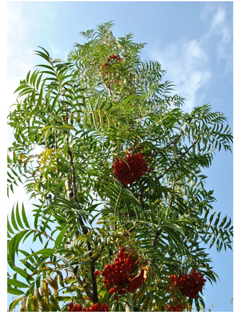[11364] SORBUS COMMIXTA DODONG 150/200 (POT 45L)