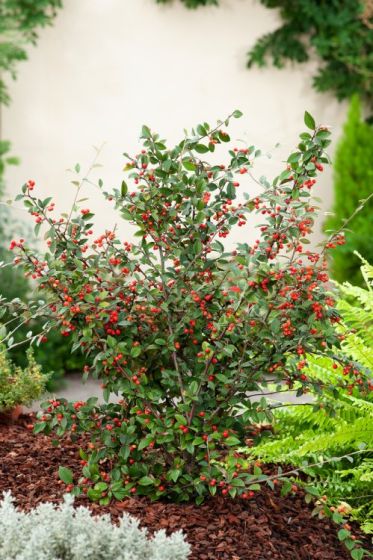 [3661] COTONEASTER FRANCHETII CLT 10 100/125 (POT 10L, 100/125, BLANC - ROSE)