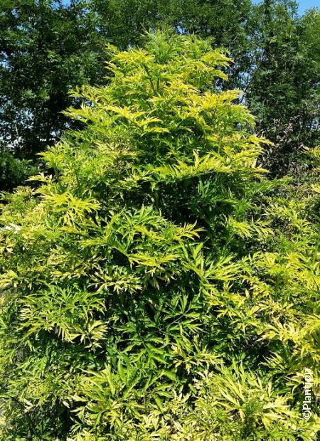 SAMBUCUS NIGRA GOLDEN TOWER CLT 120 250/300