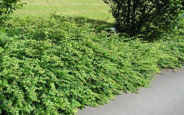 SYMPHORICARPOS CHENAULTII HANCOCK GDT