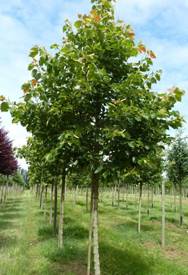 [12017] TILIA HENRYANA TIGE 20-25