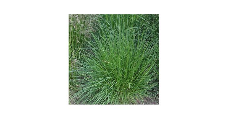 [4221] DESCHAMPSIA CESPITOSA GDT