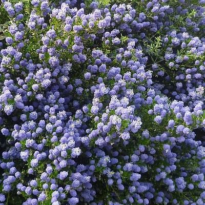 [2654] CEANOTHUS CONCHA 40/60 (40/60, POT 10L)