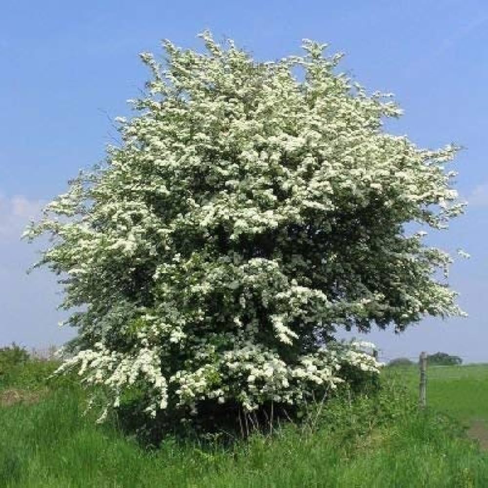[3728] CRATAEGUS MONOGYNA MG 150/175