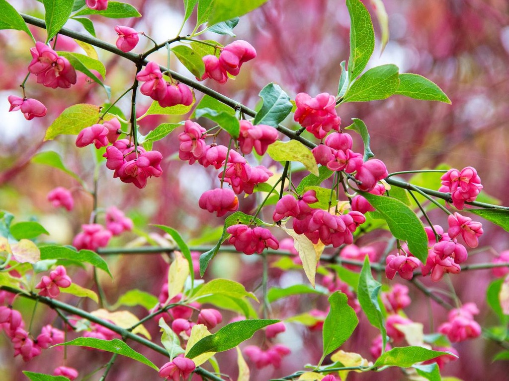 EUONYMUS EUROPAEUS CLT 20 150/200