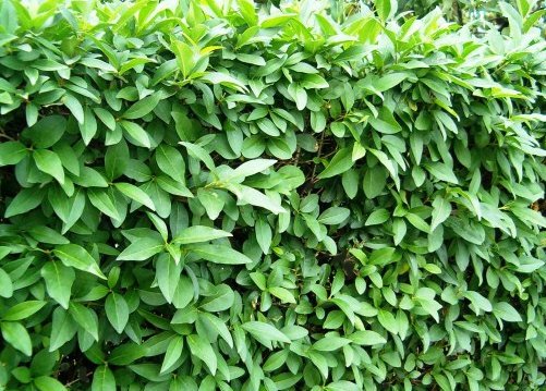 [7217] LIGUSTRUM VULGARE CLT 18 150/175