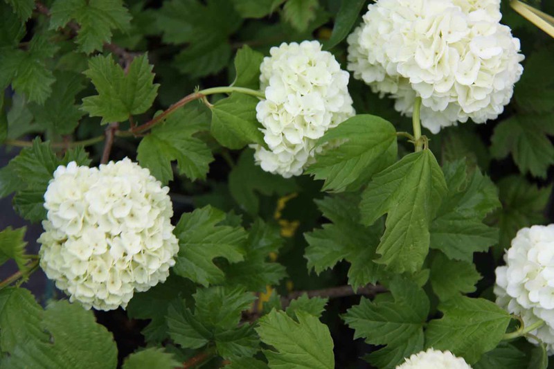 VIBURNUM OPULUS 150/175