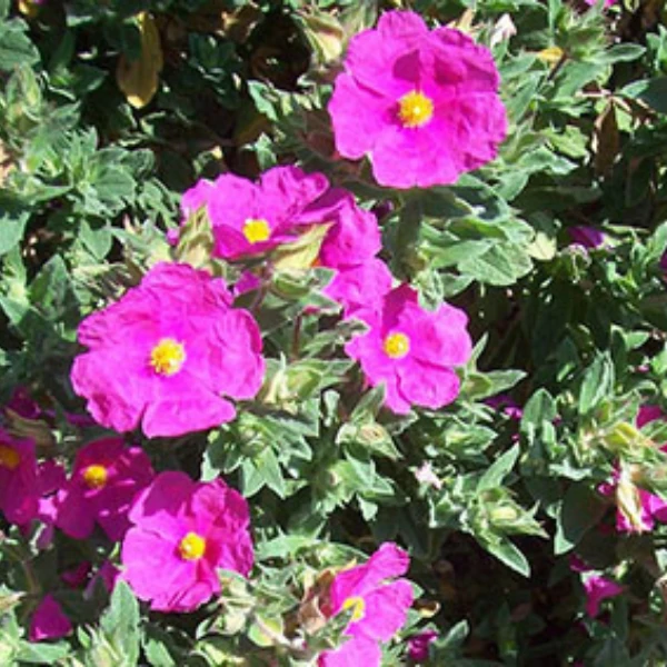 CISTUS PULVERULENTUS SUNSET CLT 3