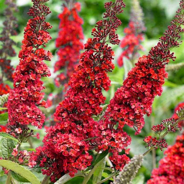 BUDDLEIA DAVIDII ROYAL RED CLT 10 80/100