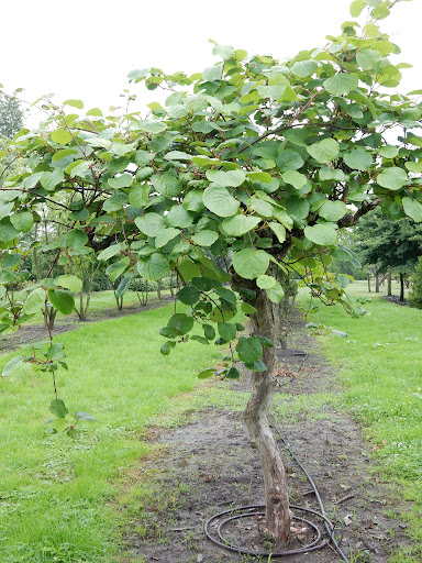 ACTINIDA CHINENSIS CLT 7 175/200