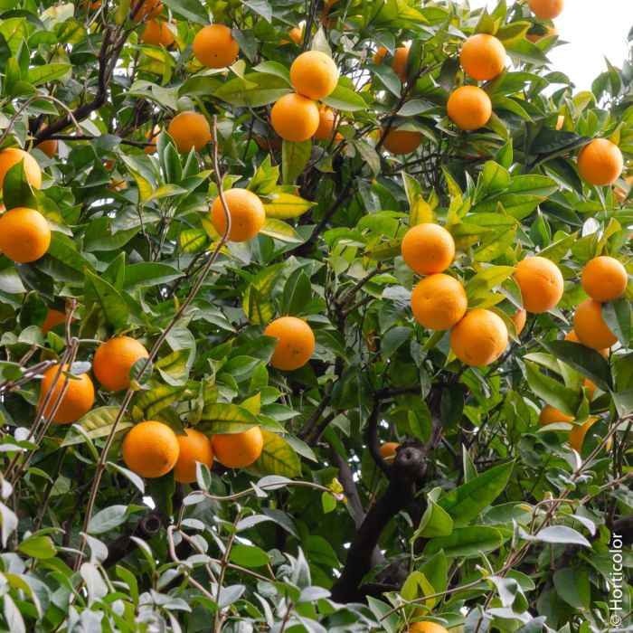 CITRUS RETICULATA (MANDARINIER) CLT 10 DEMI TIGE