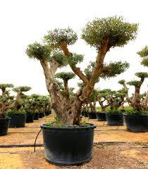 [8404] OLEA PETIT BONSAI POMPON
