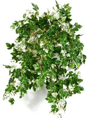 [1291] ARTIFICIEL AMPELOPSIS 50 CM