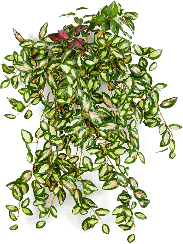 ARTIFICIEL HOYA 50 CM