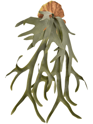 ARTIFICIEL STAGHORN FERN 65 CM