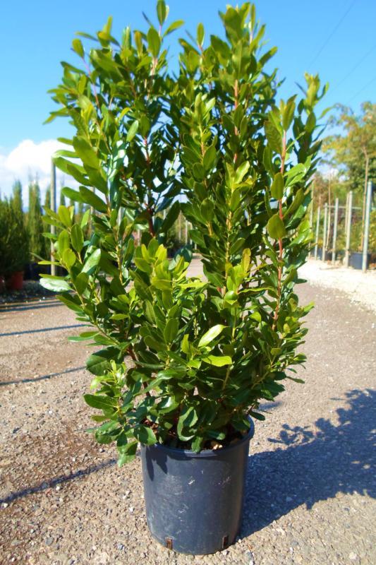 [370] ARBUTUS UNEDO (ARBOUSIER) 80/100 (POT 10L, 80/100)