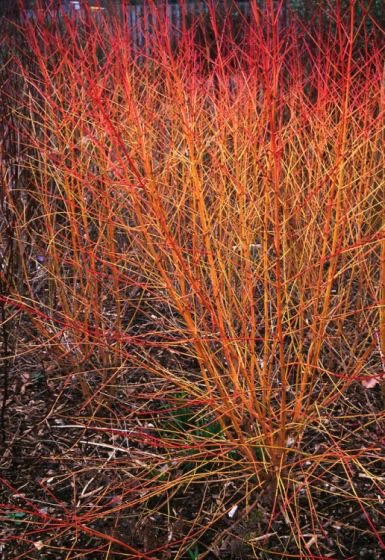 [3547] CORNUS SANGUINEA MIDWINTER FIRE CLT 10 60/80