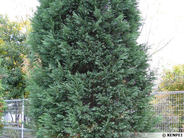 CUPRESSUS LEYLANDII CLT 3 60/80