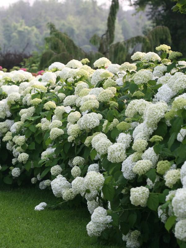 [6120] HYDRANGEA ARBORESCENS ANNABELLE 80/100 (POT 10L)