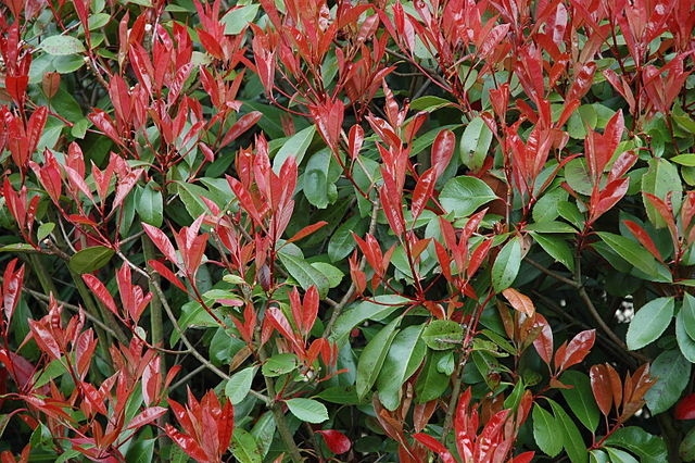 [4436] PHOTINIA FRASERI RED ROBIN 150/175 (POT 18L)
