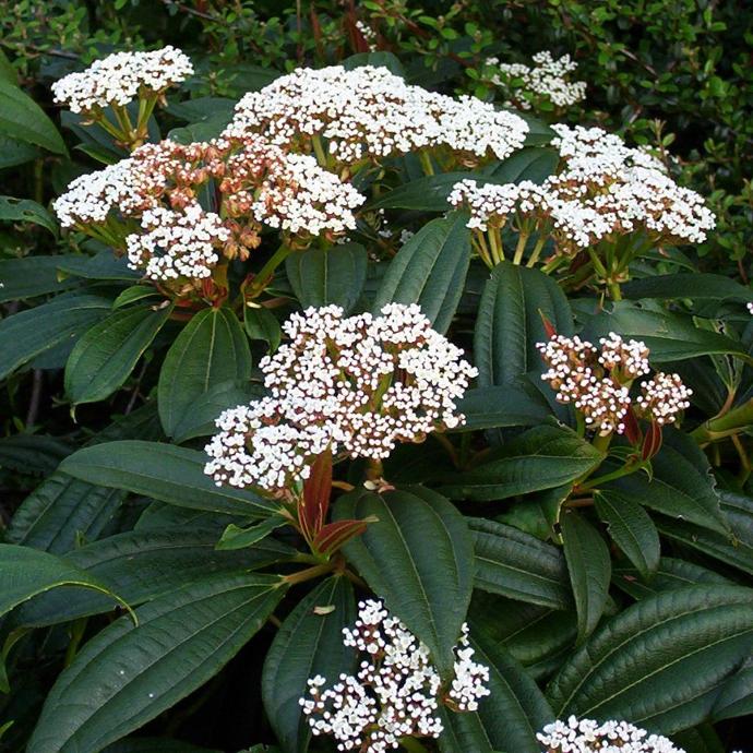 [12283] VIBURNUM DAVIDII 30/40 (POT 3L)