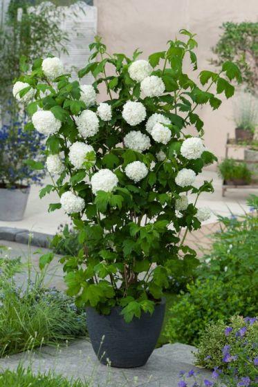 [12343] VIBURNUM OPULUS ROSEUM CLT 5 60/80