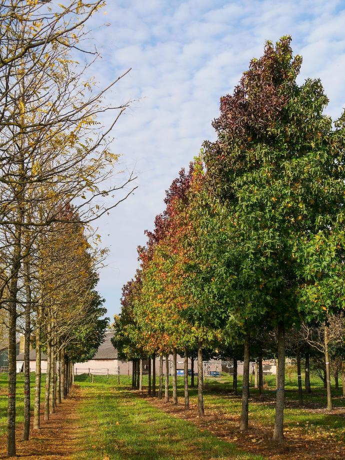 LIQUIDAMBAR STYRACIFLUA CLT 35 TIGE 6-8
