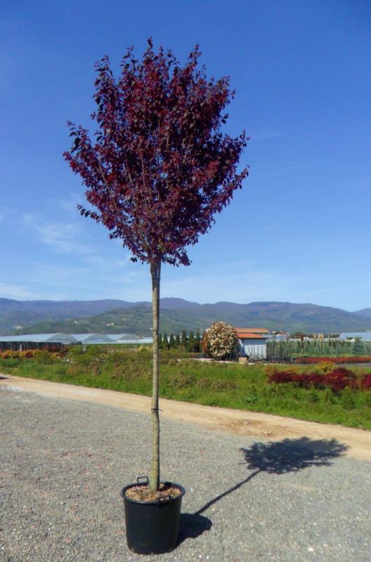 [10045] PRUNUS CERASIFERA NIGRA (PISSARDI) CLT 18-30 TIGE 12-14